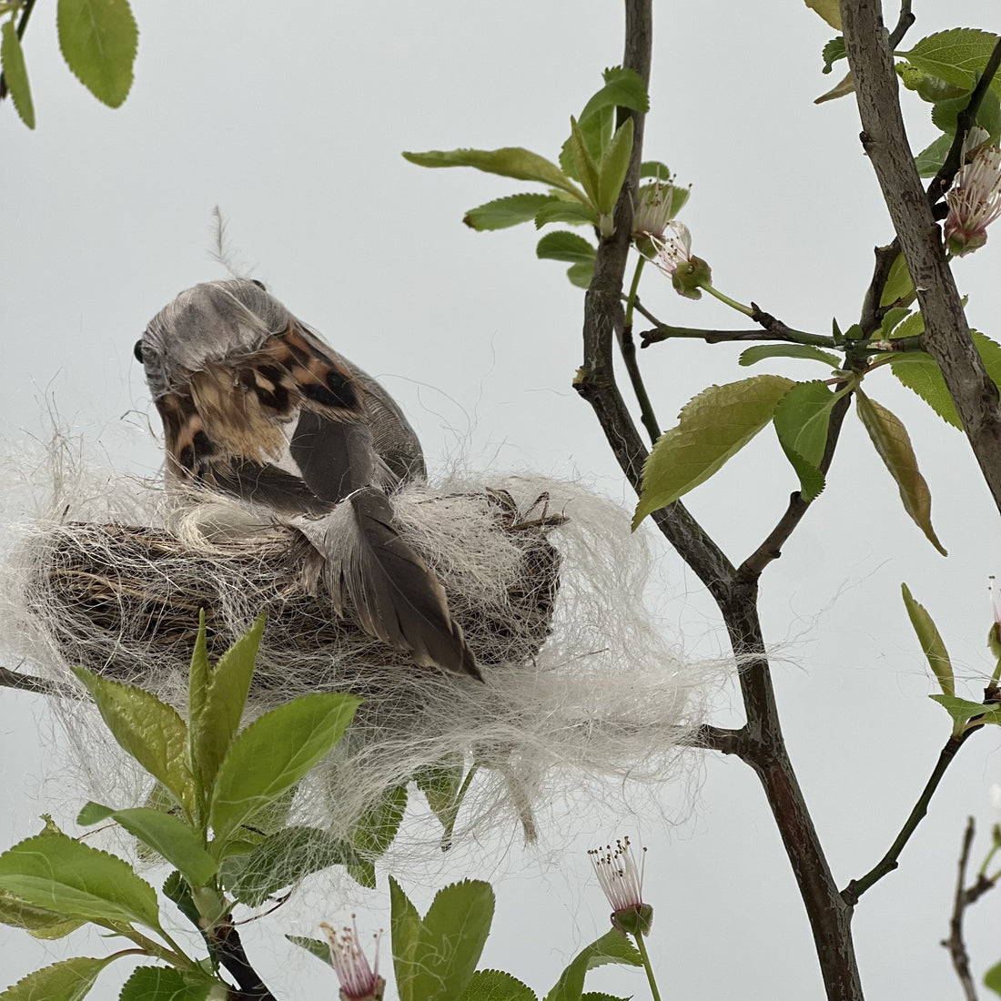 Vogel im Vogelnest mit Alpakawolle