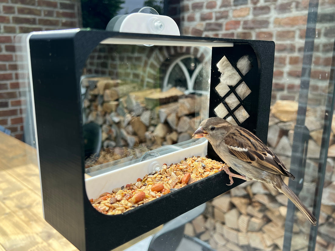 Warum eine Vogelfutterstation am Fenster die perfekte Lösung für Vogelbeobachtung mit und ohne Garten ist