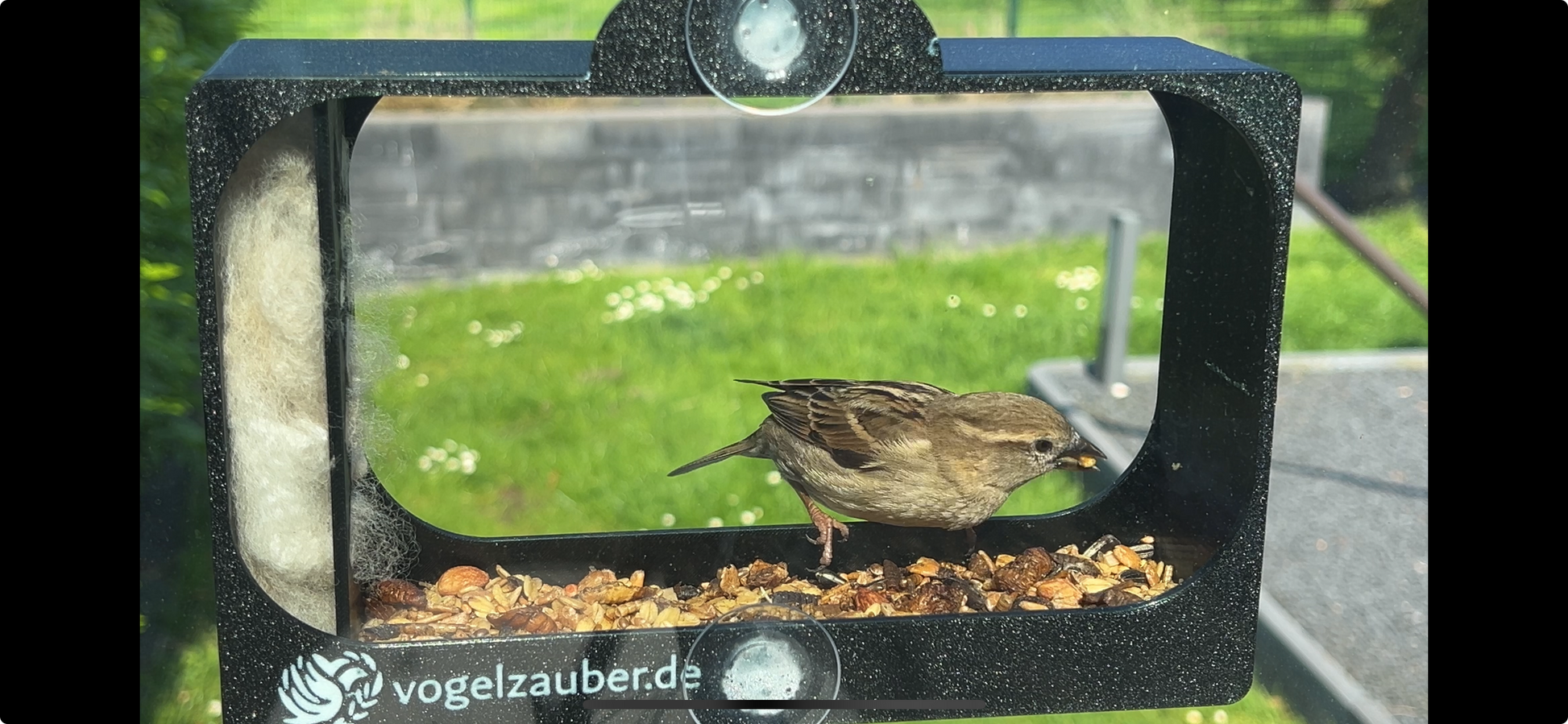 Haussperling frisst in Vogelfutterspender